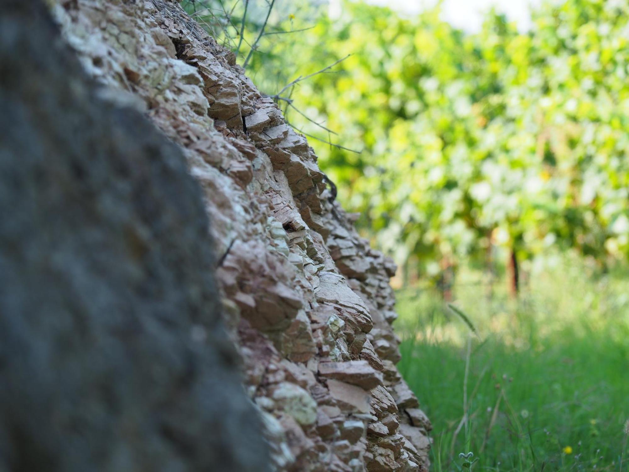 Azienda Agricola Ca' Lunga チント・エウガーネオ エクステリア 写真