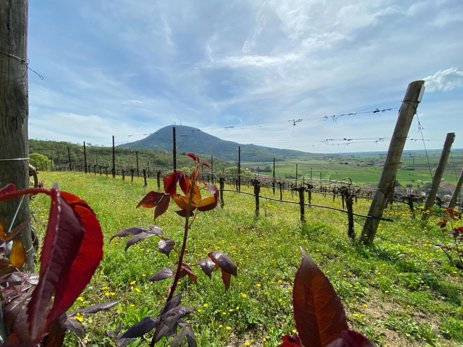 Azienda Agricola Ca' Lunga チント・エウガーネオ エクステリア 写真